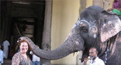 Indialex Tours