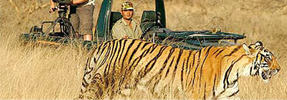 Wild Life Tours