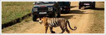 Bandhavgarh National Park Bandhavgarh National Park