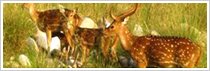 Corbett National Park Corbett National Park
