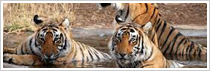 Ranthambore National Park Ranthambore National Park